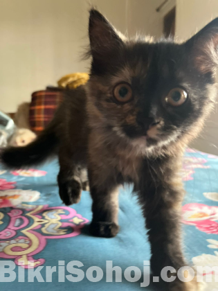 Persian cat